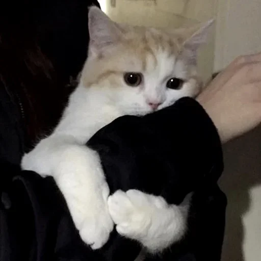 Эмодзи Коты💕