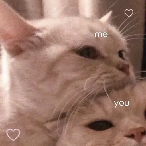 Эмодзи Коты💕