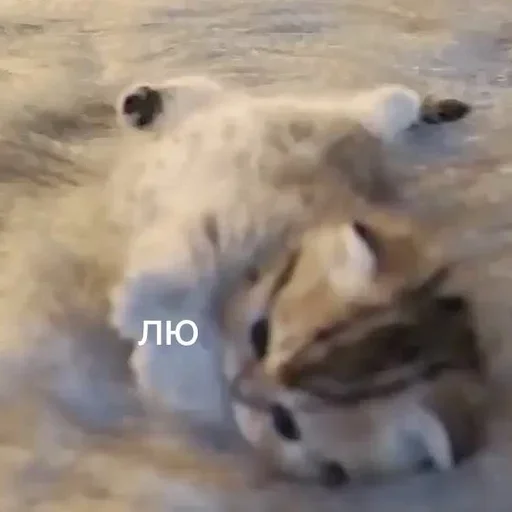 Эмодзи Коты💕