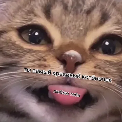 Эмодзи Коты💕