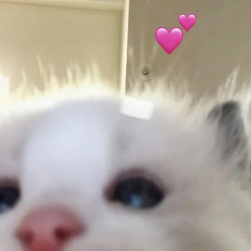 Эмодзи Коты💕