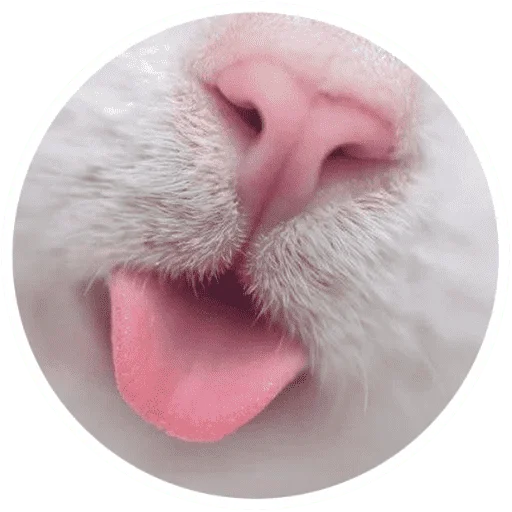 Эмодзи Котики и лапки