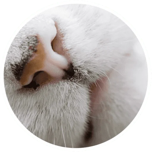 Эмодзи Котики и лапки
