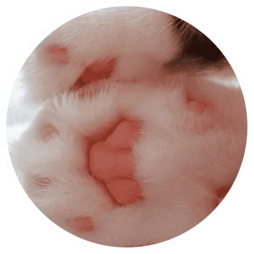 Эмодзи Котики и лапки