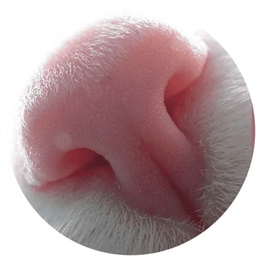 Эмодзи Котики и лапки