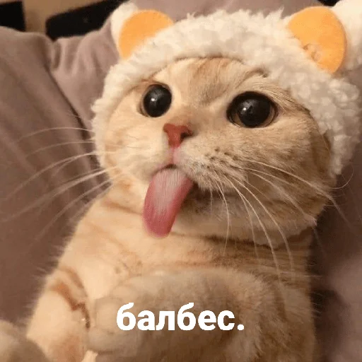 Эмодзи котики и мы