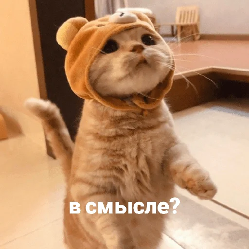 Эмодзи котики и мы