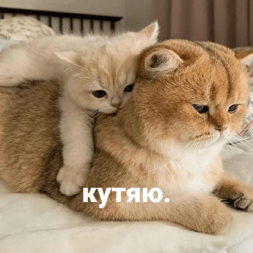 Эмодзи котики и мы