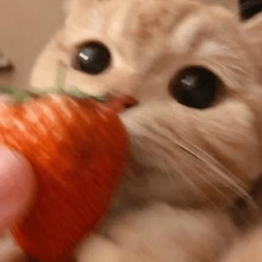 Эмодзи котики и мы