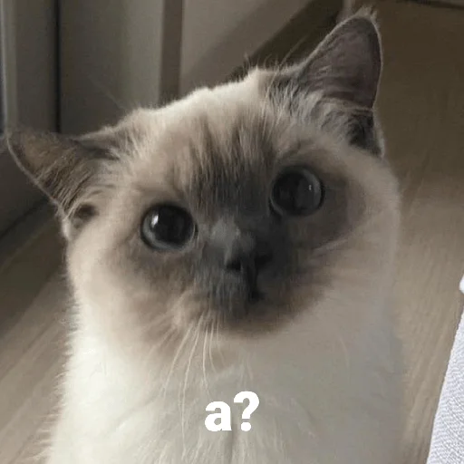 Эмодзи котики и мы