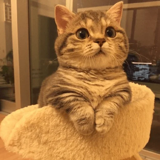 Эмодзи котики и мы