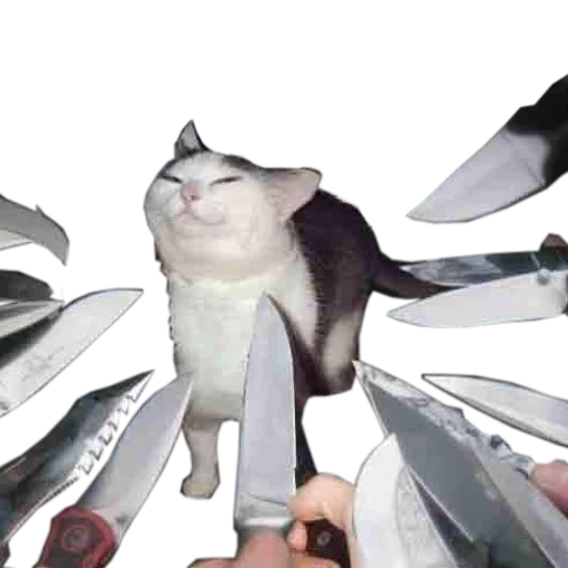 Эмодзи cats cats cats!
