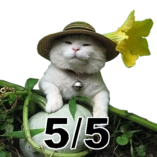 Эмодзи cats cats cats!