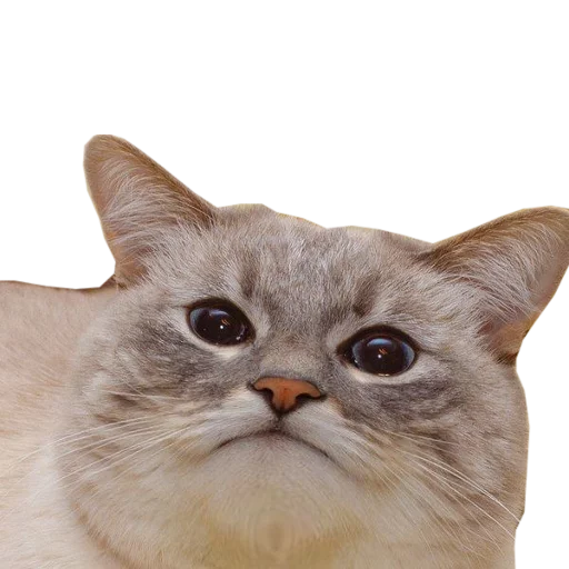 Эмодзи cats cats cats!
