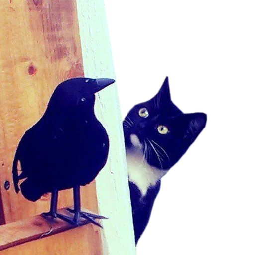 Эмодзи cats cats cats!