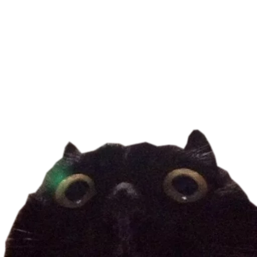 Эмодзи cats cats cats!
