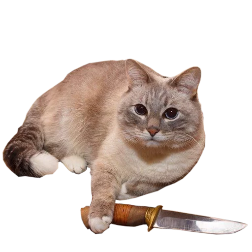Эмодзи cats cats cats!