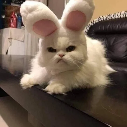 ✨