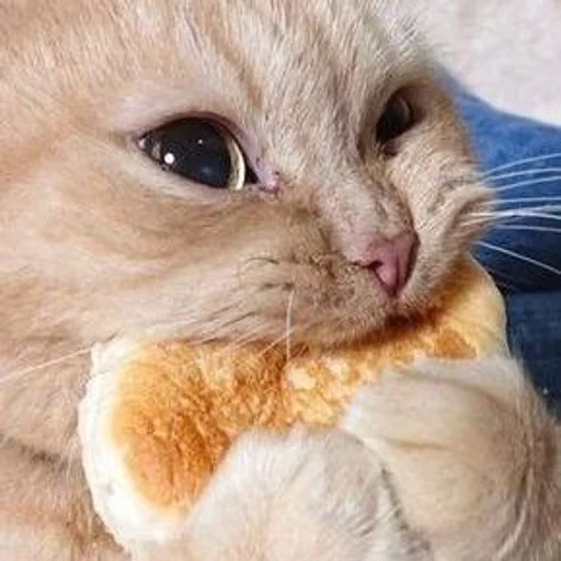 Эмодзи cats mood