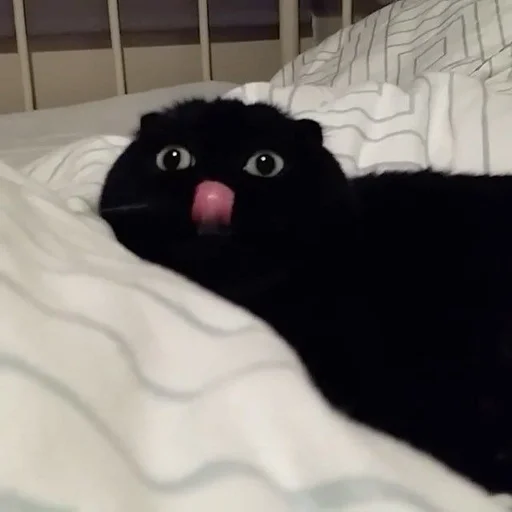 Эмодзи cats mood