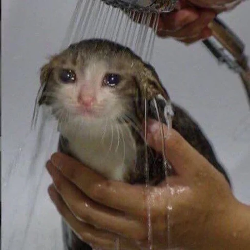 Эмодзи cats mood