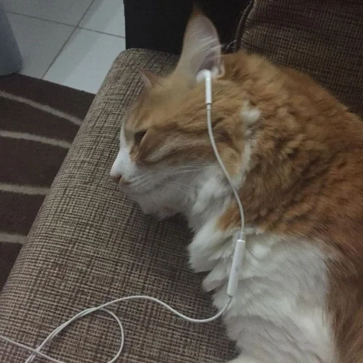 Эмодзи cats mood