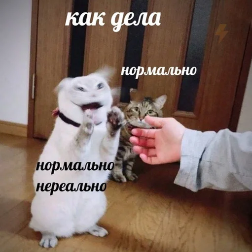 Эмодзи Коты на каждый день ?