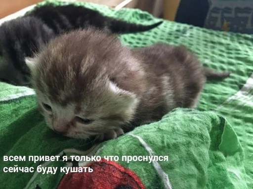 Эмодзи Коты на каждый день ?
