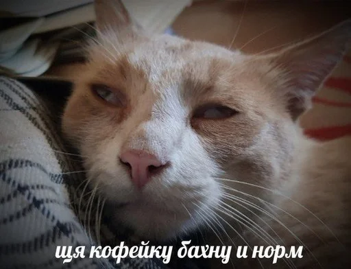 Эмодзи Коты на каждый день ?