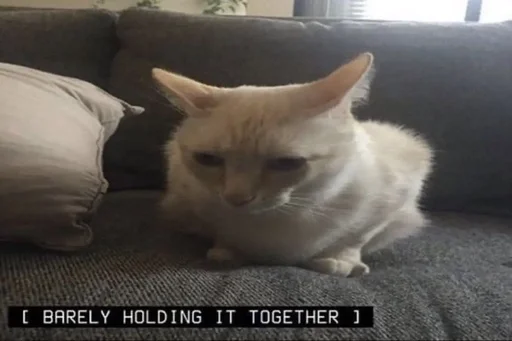 Эмодзи котята из пинтереста