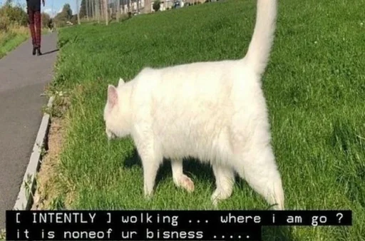 Эмодзи котята из пинтереста