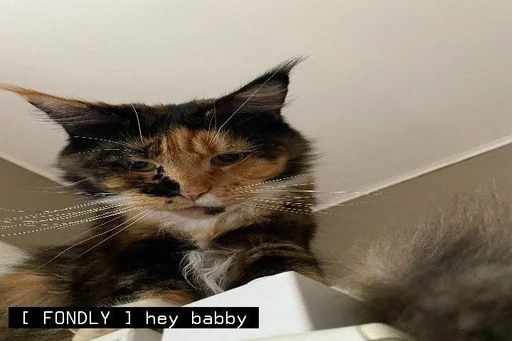 Эмодзи котята из пинтереста