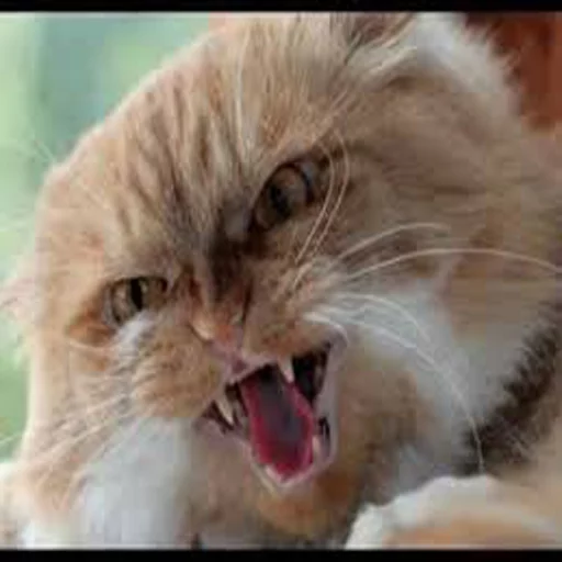 Эмодзи Cats