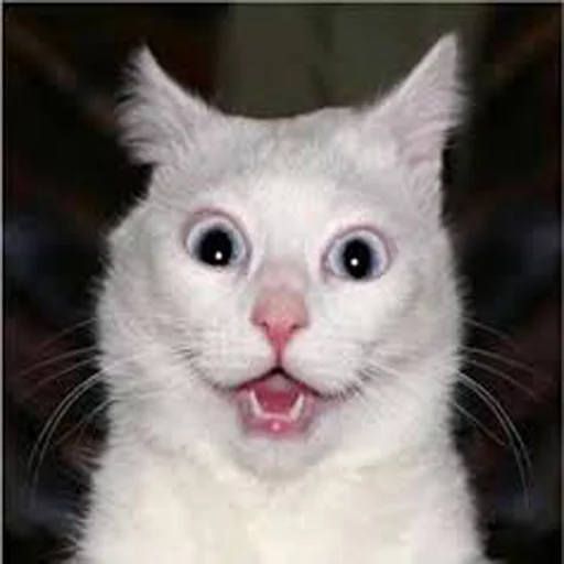 Эмодзи Cats