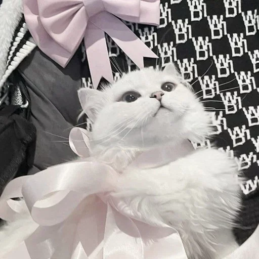 Эмодзи cats