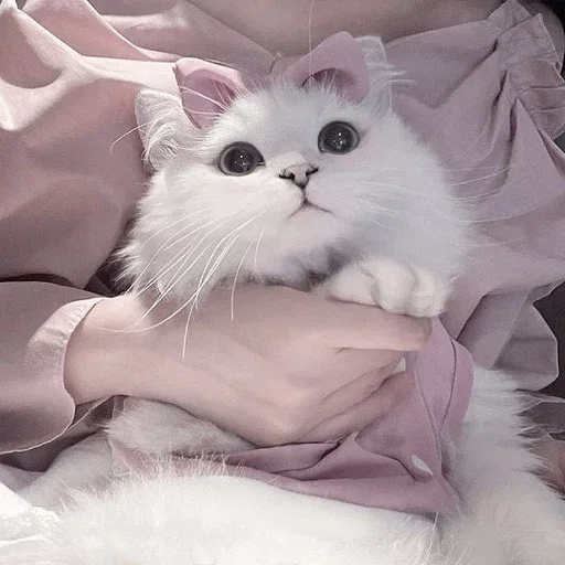 Эмодзи cats