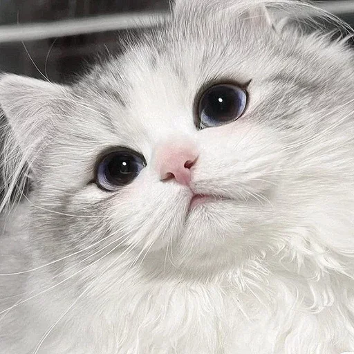 Эмодзи cats