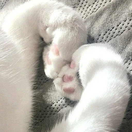 Эмодзи cats