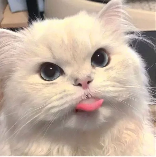 Эмодзи котики