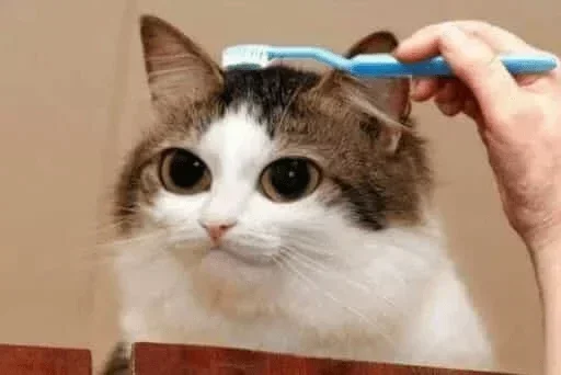?