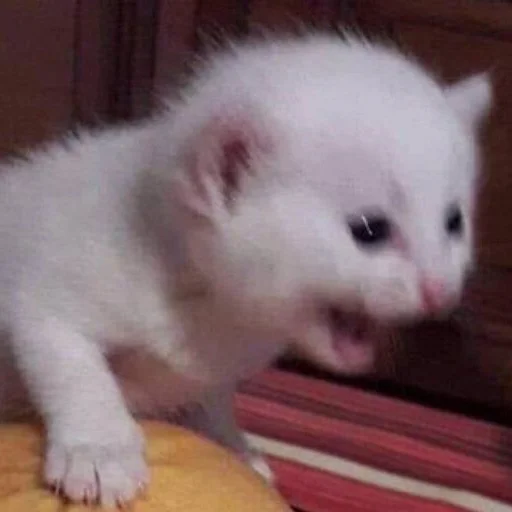 Эмодзи кис кис я котик ты котик