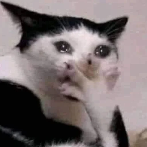 Эмодзи кис кис я котик ты котик