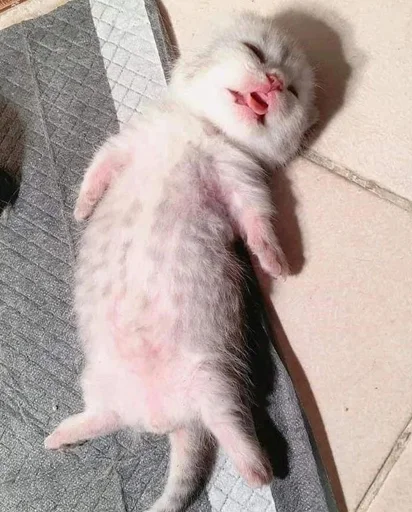 Эмодзи кис кис я котик ты котик