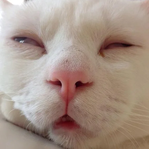 Эмодзи кис кис я котик ты котик