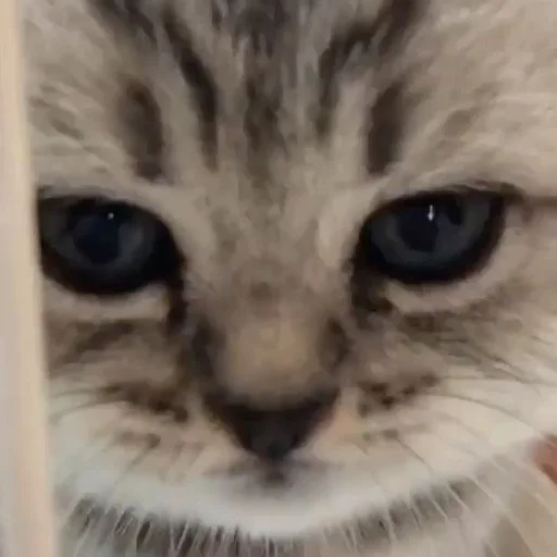 Эмодзи кис кис я котик ты котик