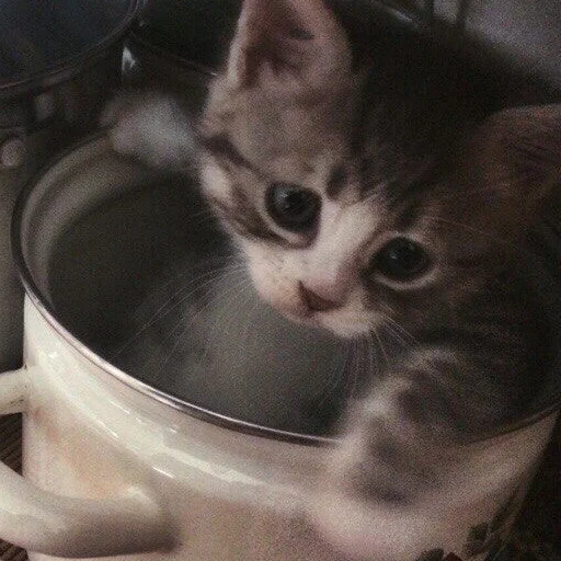 Эмодзи кис кис я котик ты котик