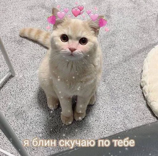 Эмодзи Котики