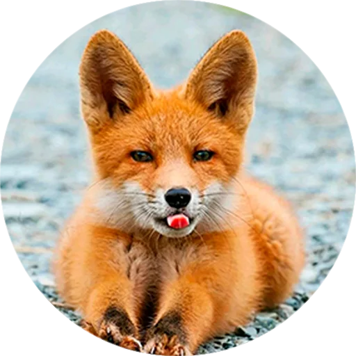 Эмодзи Лисички