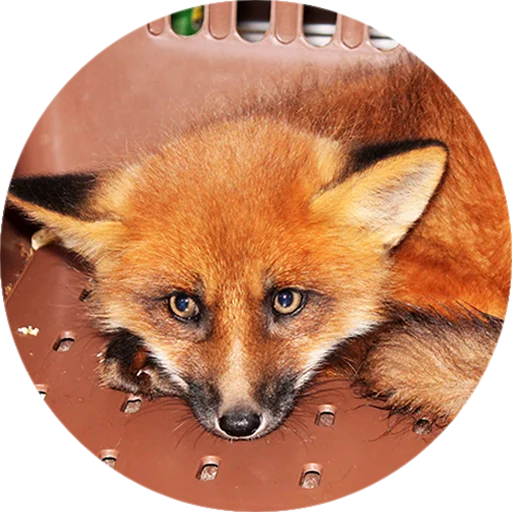 Эмодзи Лисички