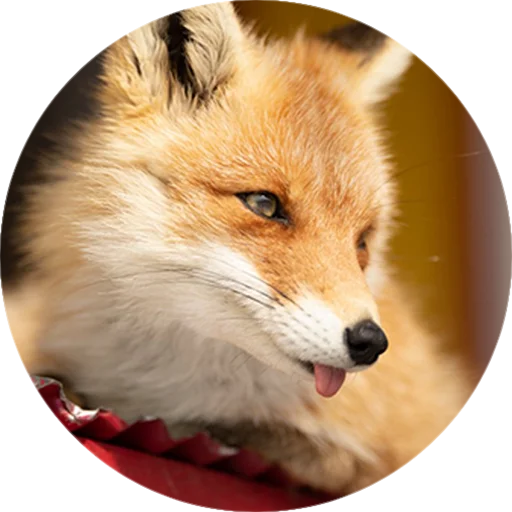 Эмодзи Лисички